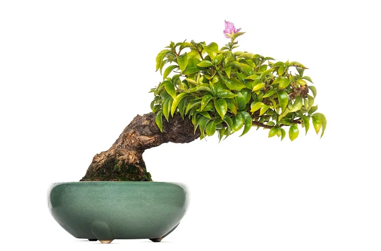 bougainvillea-bonsai-arbre petit taille pour intérieur