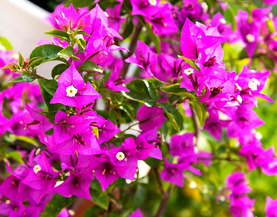 bougainvillier au soleil