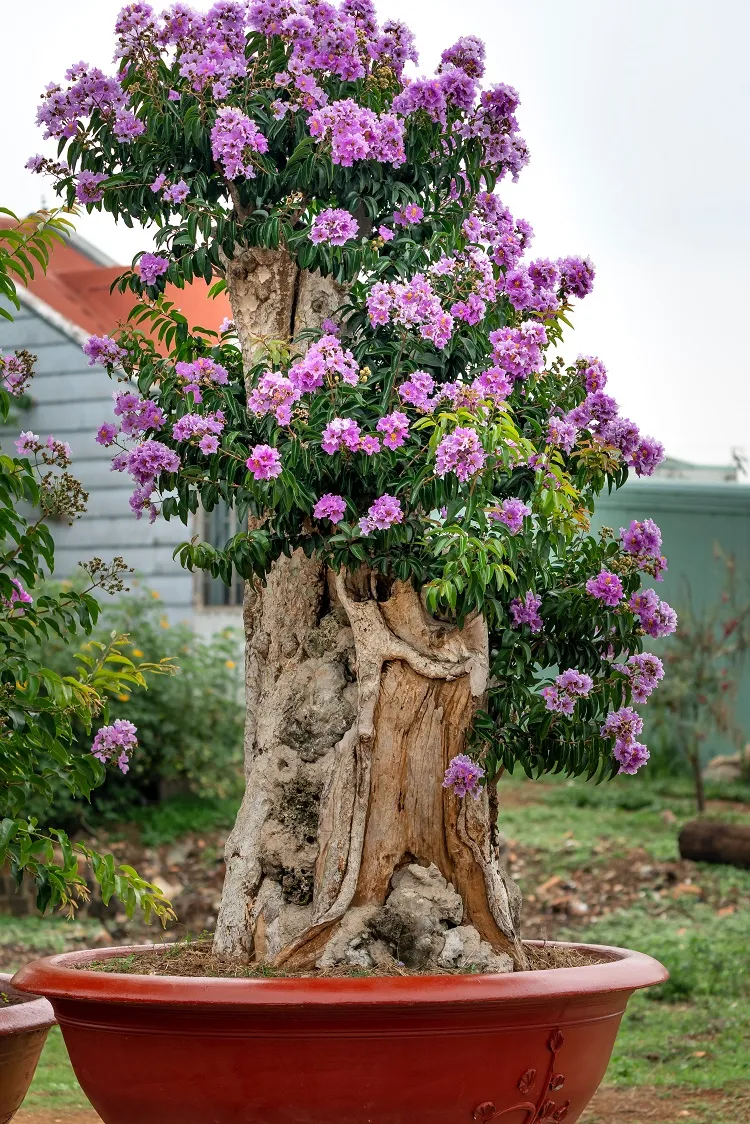 bougainvillier-bonsai arbre aux fleurs violettes