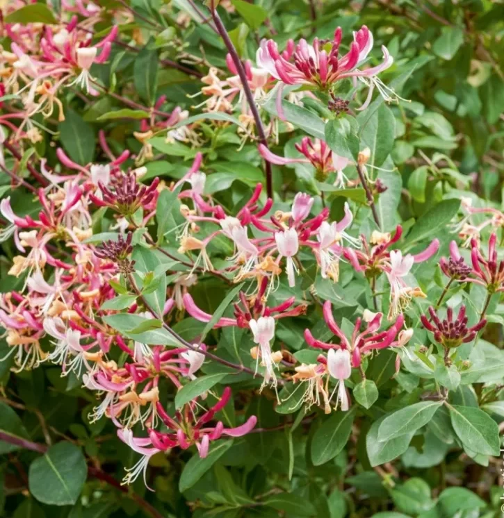 chèvrefeuille persistant tendance 2022 plantes grimpantes