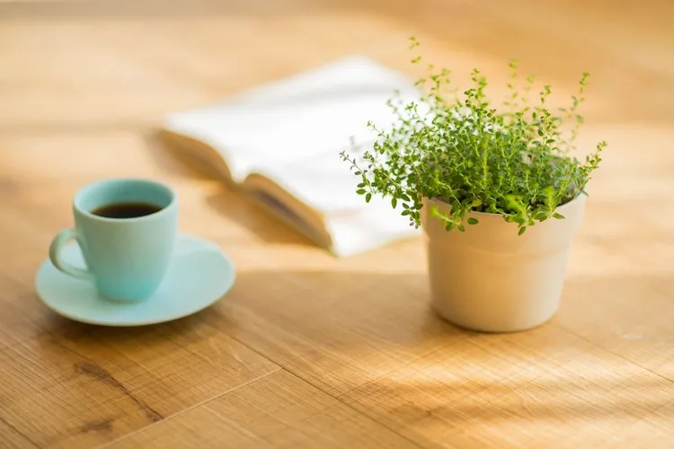 comment arroser les plantes avec du café engrais naturel plante intérieur