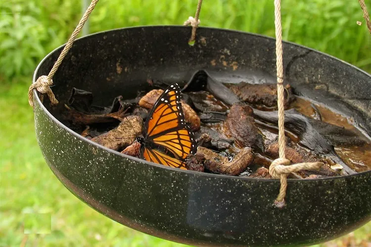 comment attirer les papillons dans le jardin