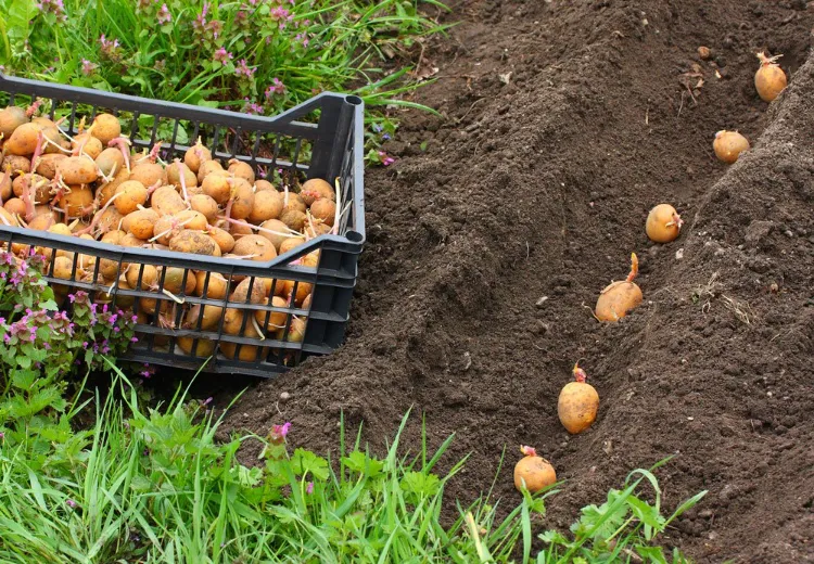 comment bien planter des pommes de terre en 2022
