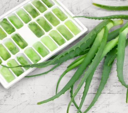 comment conserver le gel d'aloe vera tendance 2022