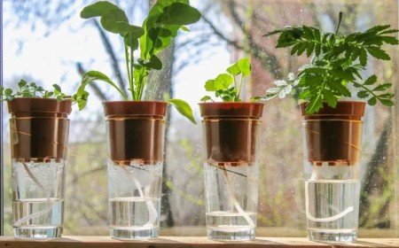 comment construire un arrosage goutte à goutte a la meche pour vos plantes d'intérieur