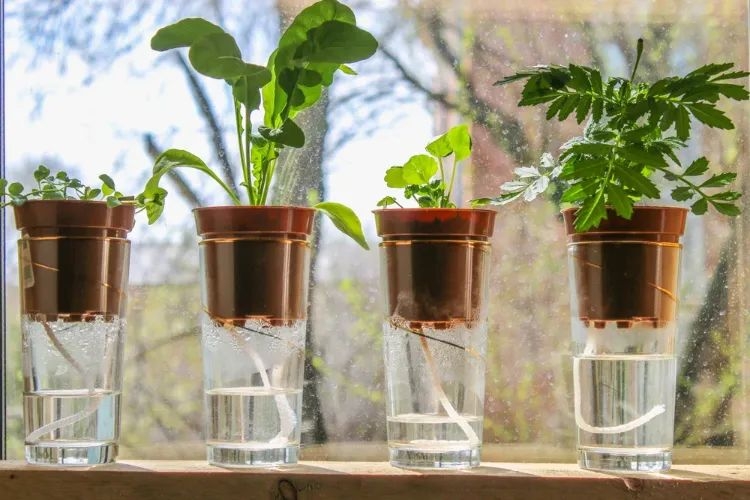 comment construire un arrosage goutte à goutte a la meche pour vos plantes d'intérieur