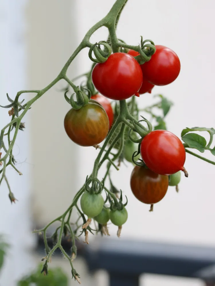 comment cultiver des tomates sur un balcon 2022