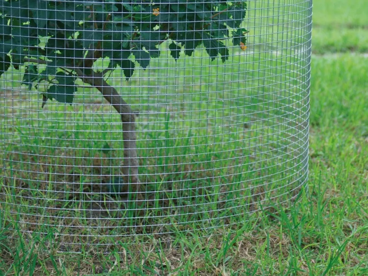 comment éloigner les chats des plantes