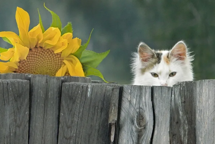 comment éloigner les chats du jardin