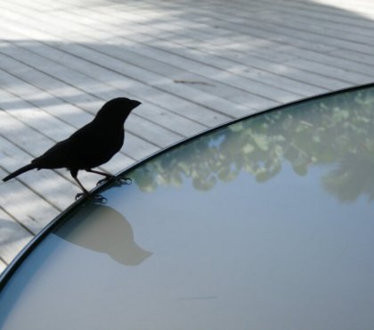 comment enlever les fientes d'oiseaux de sa terrasse