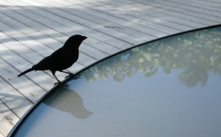 comment enlever les fientes d'oiseaux de sa terrasse