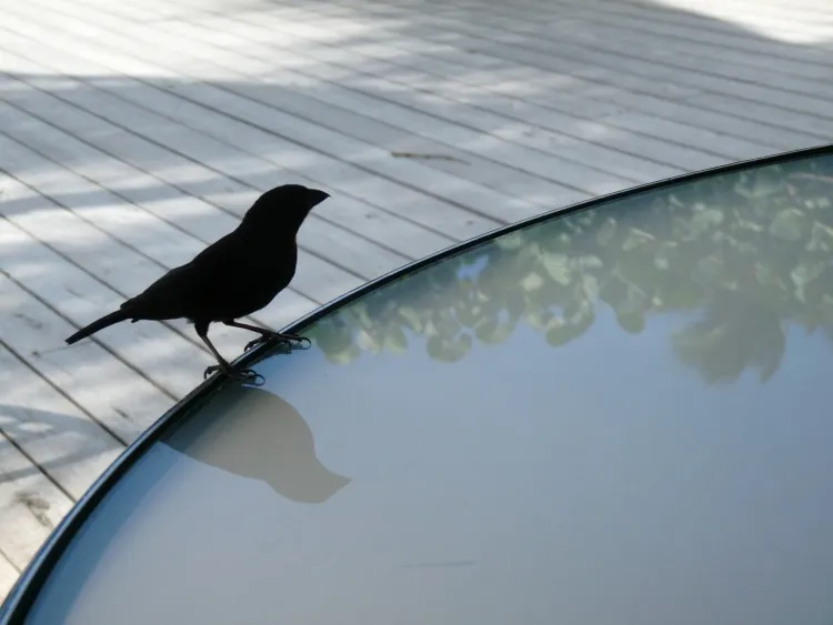comment enlever les fientes d'oiseaux de sa terrasse