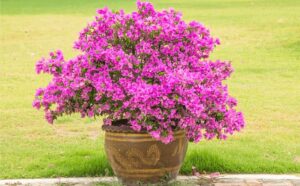 comment entretien bougainvillier en pot