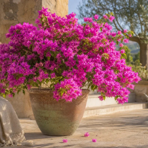 comment entretien bougainvillier en pot