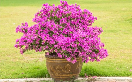 comment entretien bougainvillier en pot
