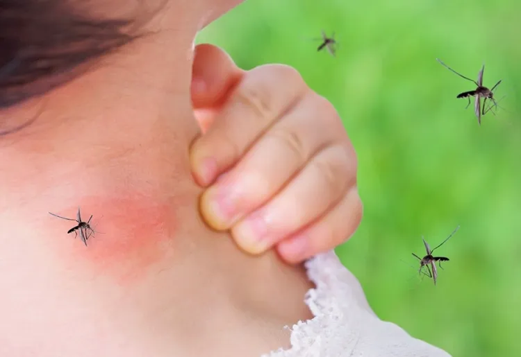 how to avoid mosquito bites essential oil