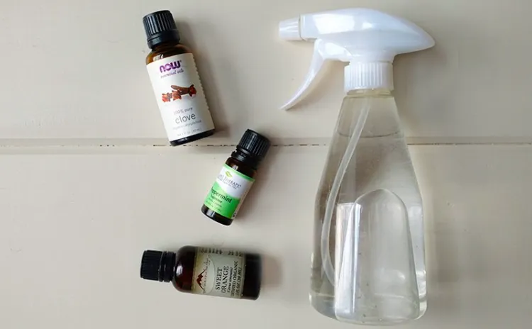comment fabriquer répulsif contre fourmis dans la maison avec huiles essentielles