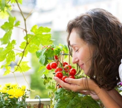 comment faire pour cultiver des tomates sur un balcon