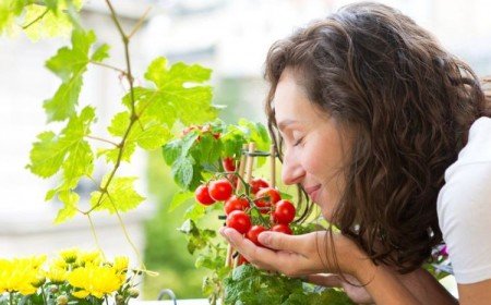 comment faire pour cultiver des tomates sur un balcon
