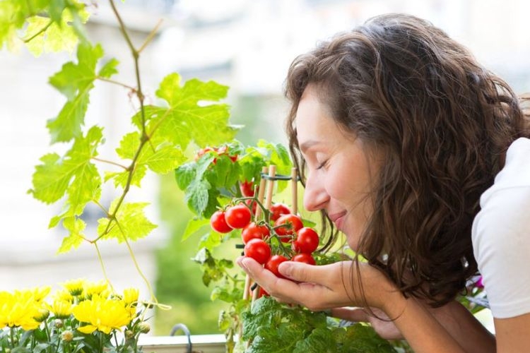 comment faire pour cultiver des tomates sur un balcon