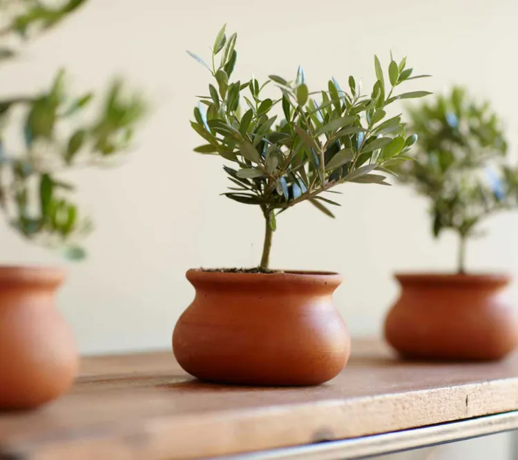 Come far crescere un olivo dal chicco di olivo crescere in vaso