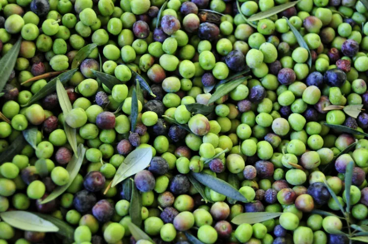 comment faire pousser un olivier partir noyau olive cultiver jardin récolter