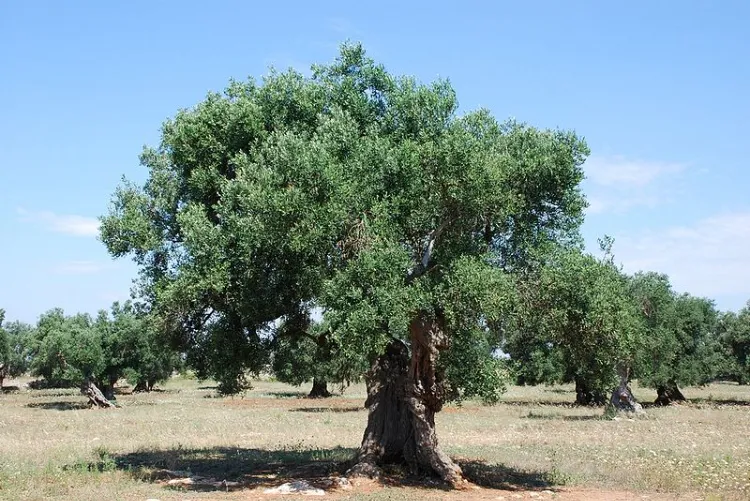 comment faire pousser un olivier partir noyau olive cultiver pleine terre