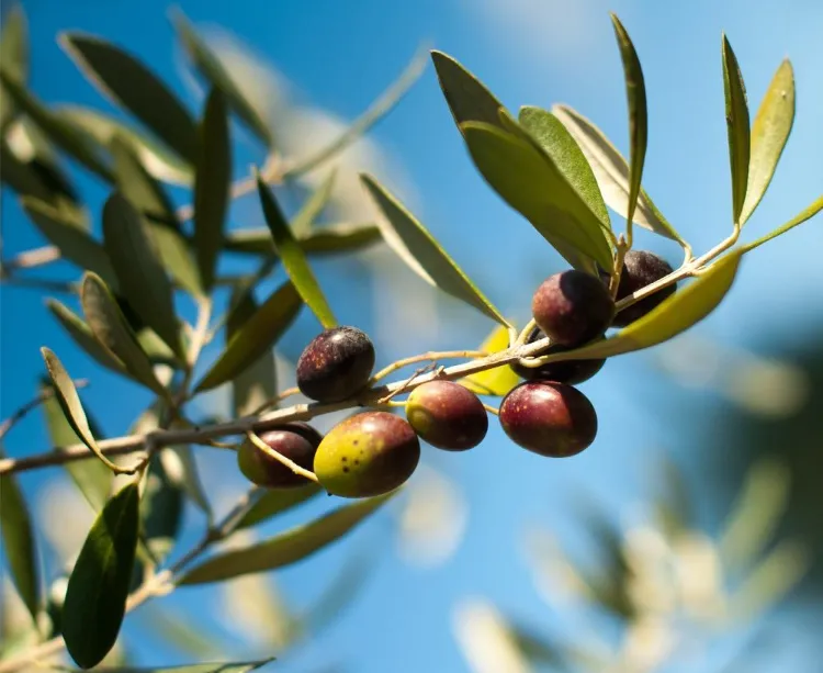 comment faire pousser un olivier partir noyau olive pleine terre récolter fruits