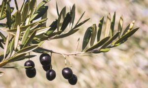 comment faire pousser un olivier partir noyau olive transplanter pleine terre