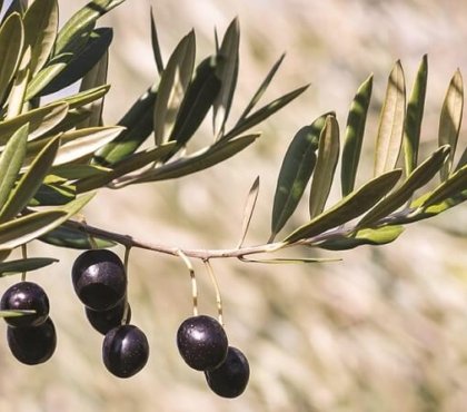 comment faire pousser un olivier partir noyau olive transplanter pleine terre