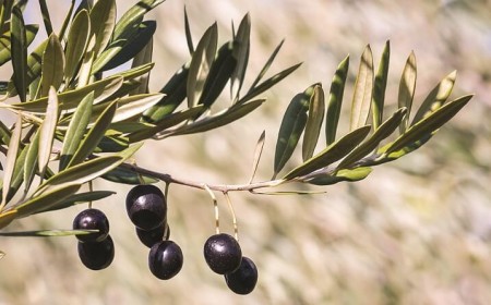comment faire pousser un olivier partir noyau olive transplanter pleine terre