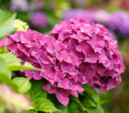 comment modifier la couleur des hortensias