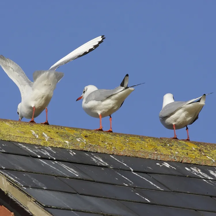 comment nettoyer une terrasse des cacas d'oiseaux