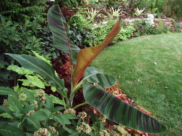 comment planter un bananier en pleine terre tigre Bengale possède magnifiques feuilles vertes brillantes