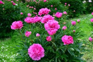 comment réussir une bouture de pivoine 2022