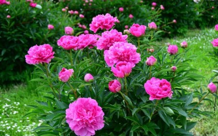 comment réussir une bouture de pivoine 2022