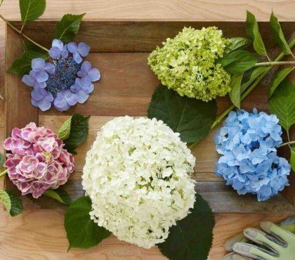 comment tailler les hortensias