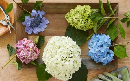 comment tailler les hortensias