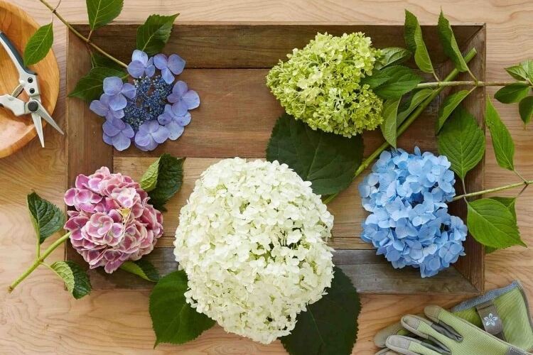 comment tailler les hortensias