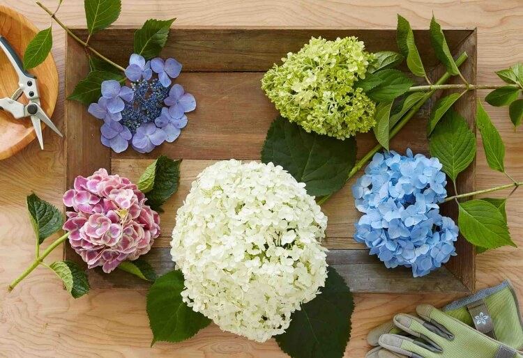 comment tailler les hortensias