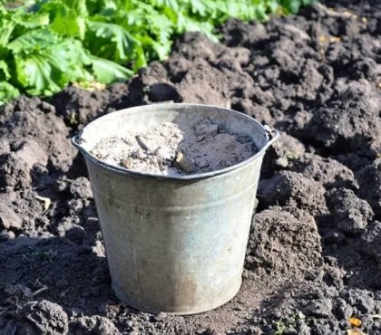 comment utiliser la cendre de bois au potager au verger fruits légumes été