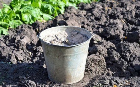 comment utiliser la cendre de bois au potager au verger fruits légumes été