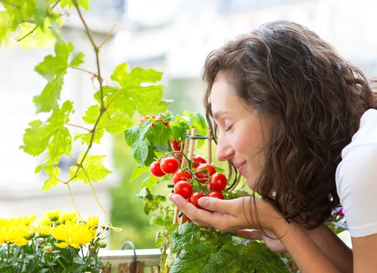 conseils pour cultiver des tomates sur un balcon