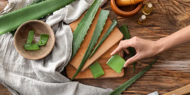 Comment conserver le gel d'aloe vera