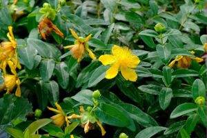 couvre sols pour talus choisir retenir terre Hypericum Calycinum contre érosion