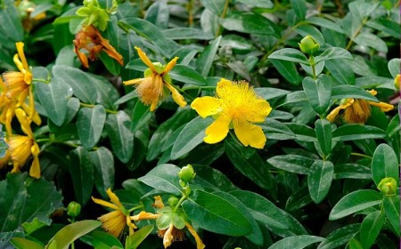 couvre sols pour talus choisir retenir terre Hypericum Calycinum contre érosion