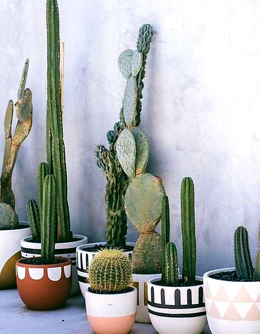 cultiver des plantes intérieur soleil en extérieur