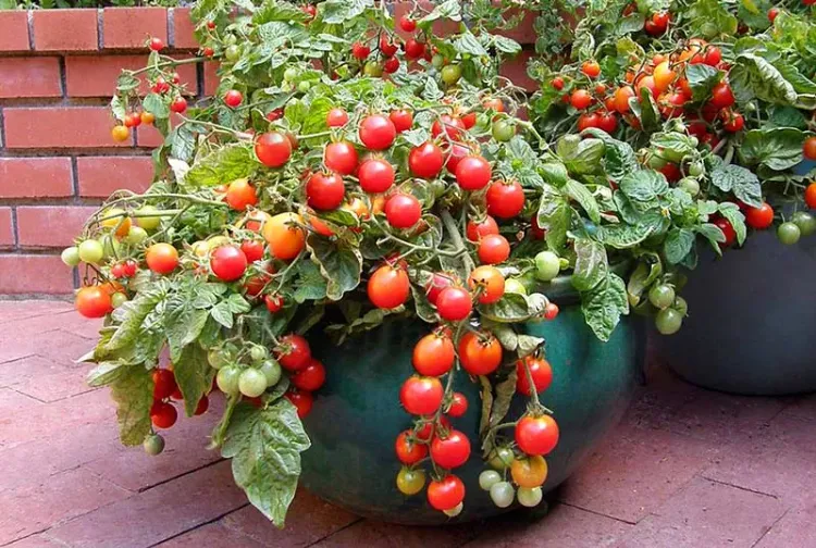 cultiver des tomates sur un balcon en 2022