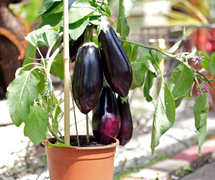 culture aubergine en pot