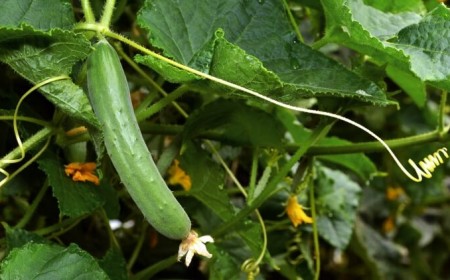 culture du concombre ingrédient rafraîchissant désaltérant salades